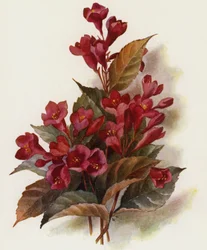 Weigela v Eva Rathke